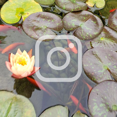 See Poseidon Ponds on Instagram Poseidon Ponds Instagram